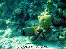 Big Angelfish by Andrea Gamerro 